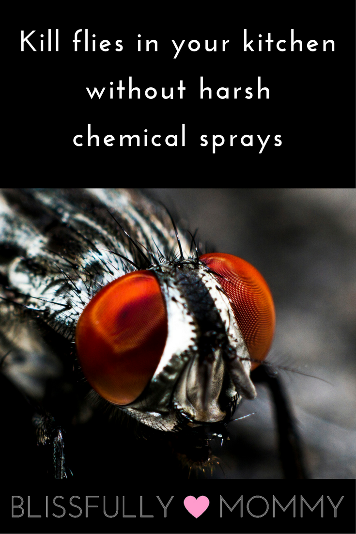 easy-way-to-kill-flies